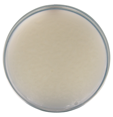 Argan/Coconut Wax 100ML - 24PZ